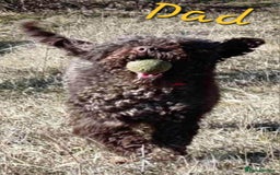 Lagotto Romagnolo dogs for sale: Lagotto Romagnolo - The Best breed ever  - Image 15