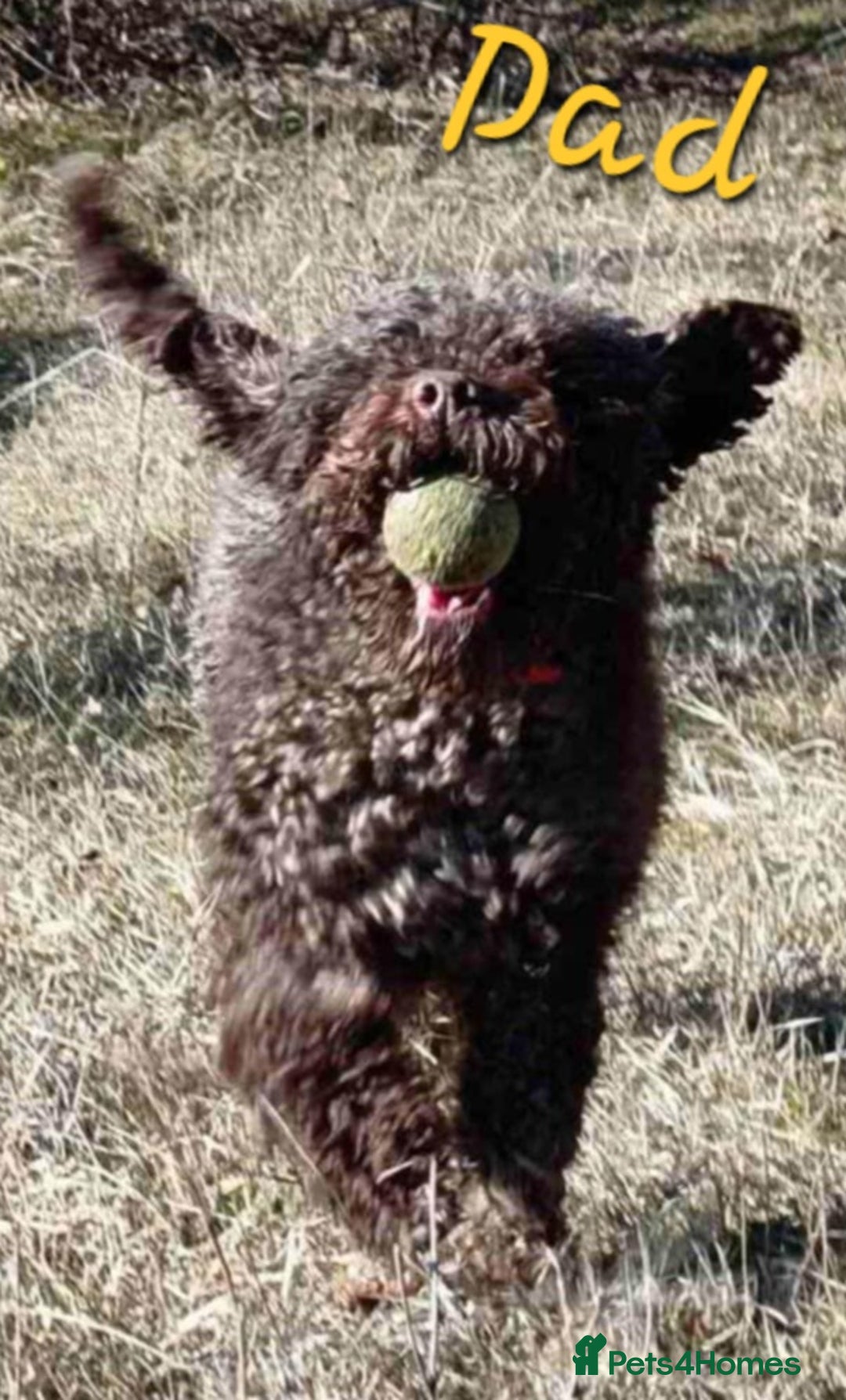 Lagotto Romagnolo dogs for sale: Lagotto Romagnolo - The Best breed ever  - Image 15