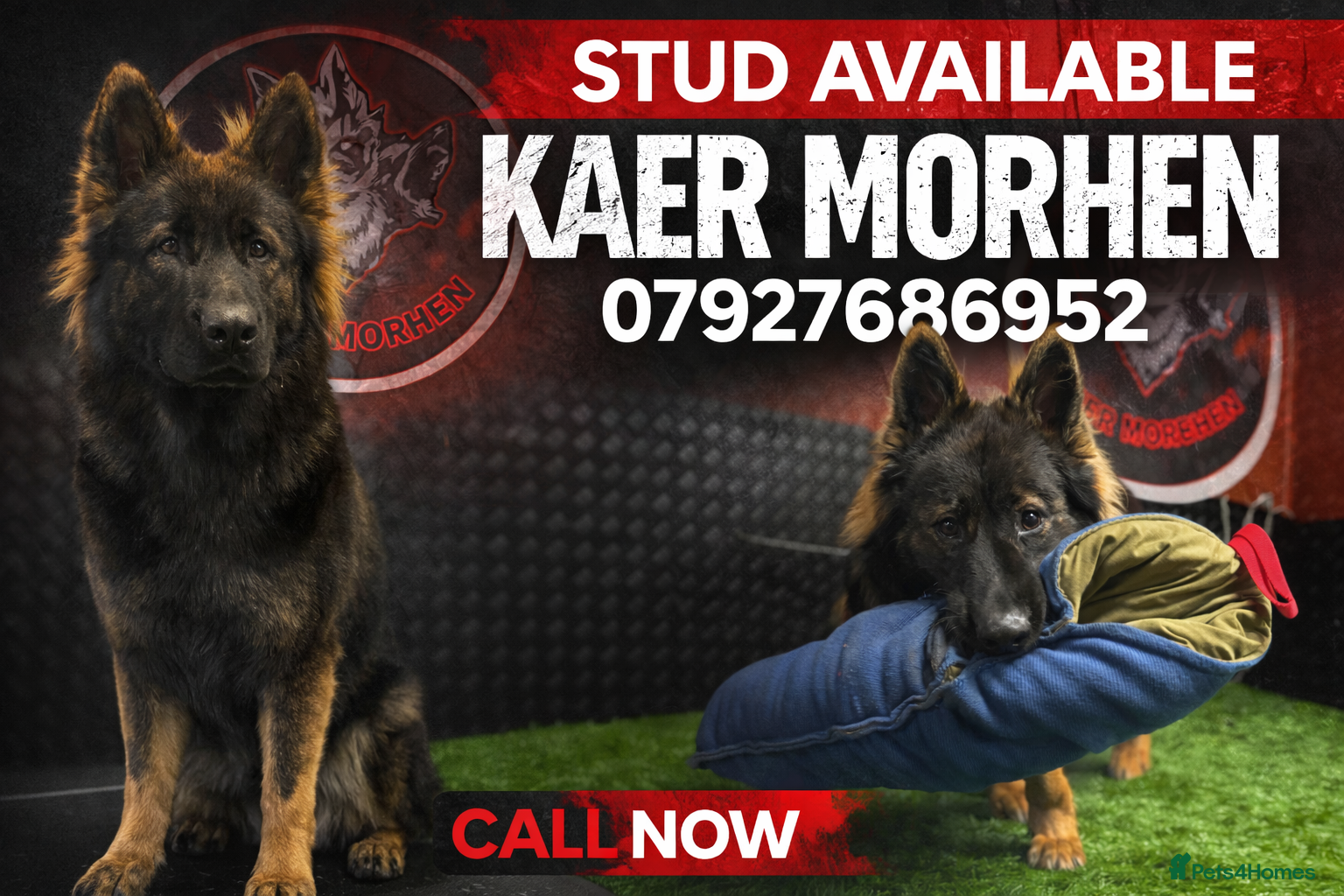 German Shepherd dogs Kc registered German shepherd  - Advert 2