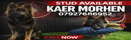 German Shepherd dogs for stud: Kc registered German shepherd  - Advert 1