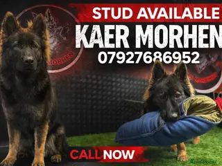 German Shepherd dogs Kc registered German shepherd - Advert 2