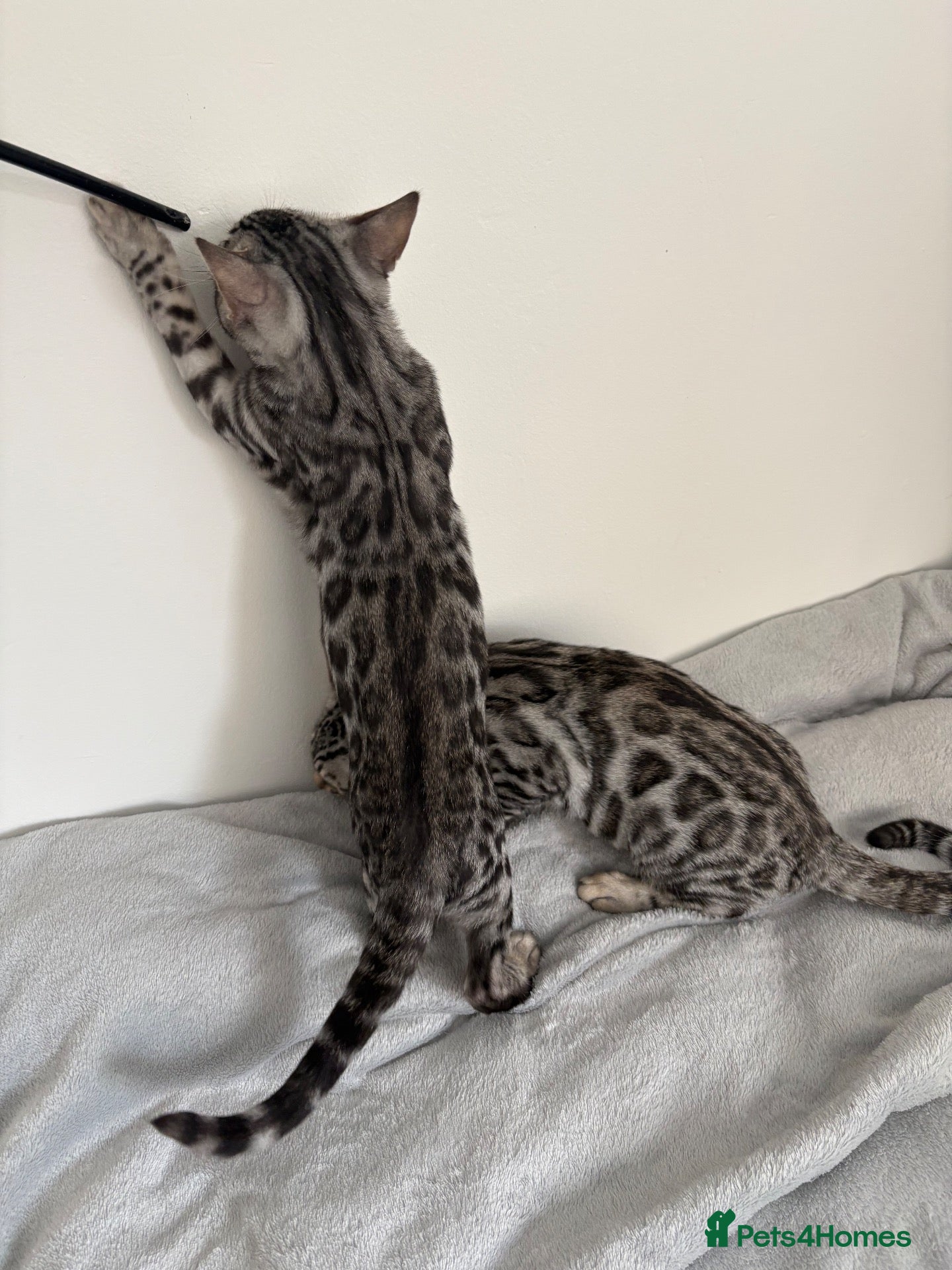 Bengal cats 2 TICA registered active BOYS - Advert 1