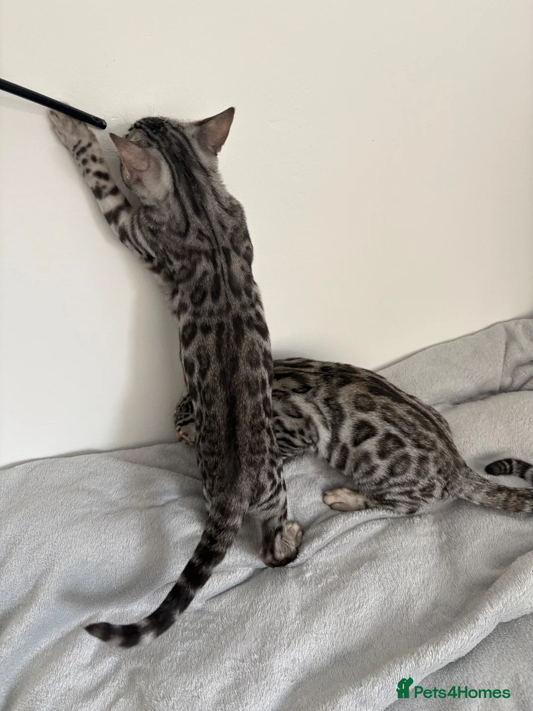 Bengal cats for sale: 2 TICA registered active BOYS - Advert 1
