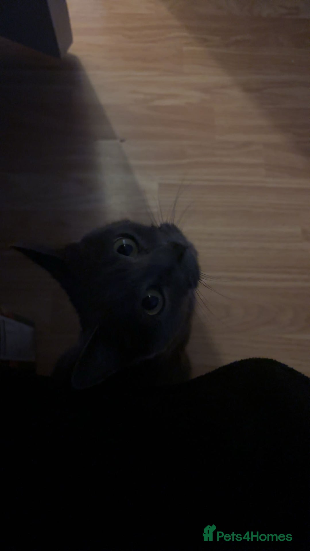 Domestic Shorthair cats for sale: 2 year old female cat - Image 3
