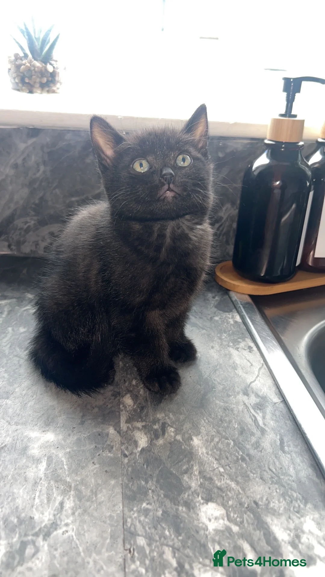 Mixed Breed cats for sale: 4 black kittens with various stripes  in Nottingham - Advert 2
