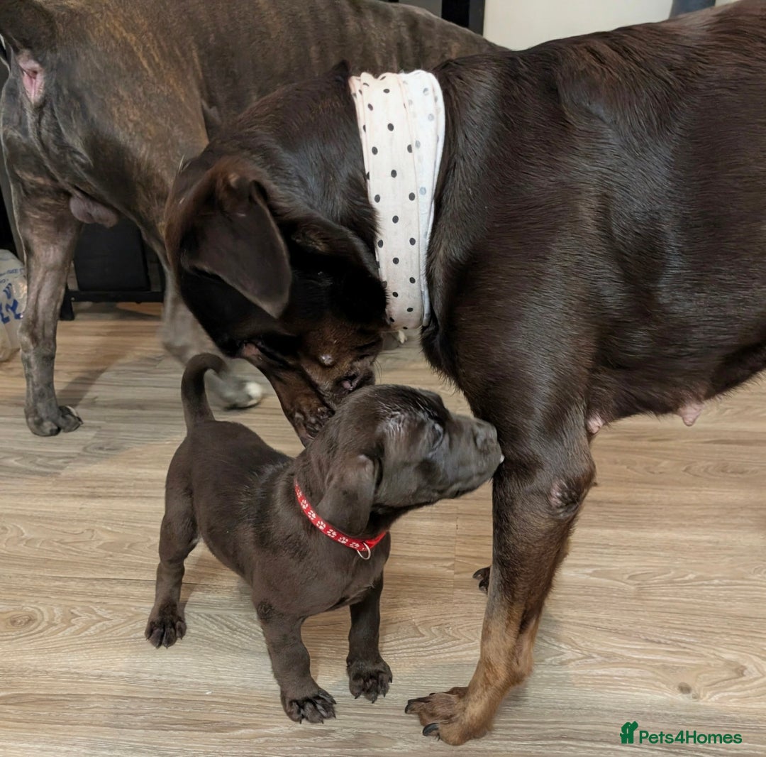 Mixed Breed dogs for sale: F1 MASTADOR PUPPIES FOR SALE  - Advert 5