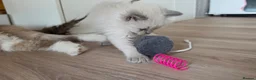 Ragdoll cats for sale: Ragdoll kittens 💉🩺 vaccinated & microchipped - Advert 3