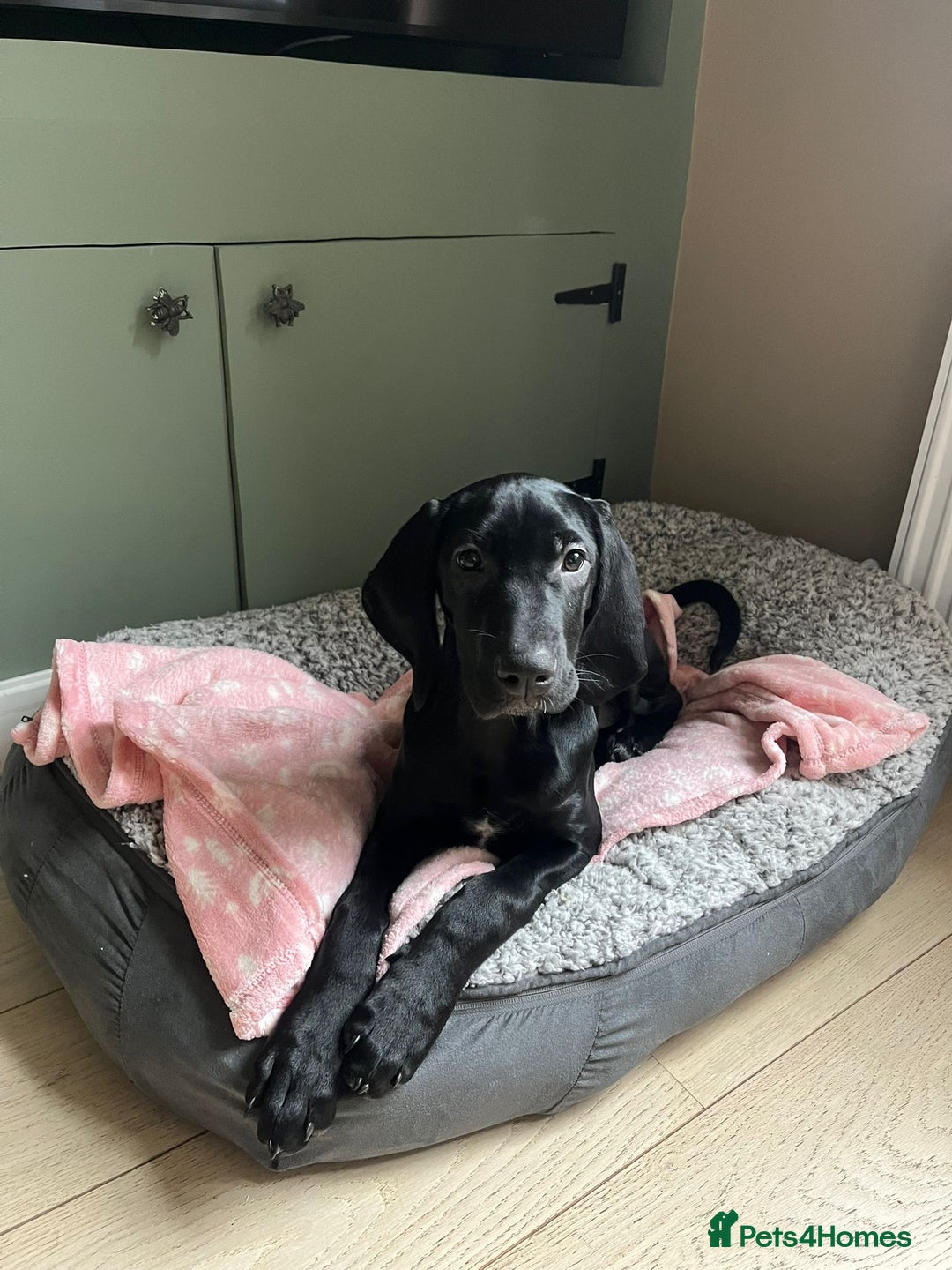 Mixed Breed dogs for sale: 15-week-old GSP x Vizsla puppy REHOME - Advert 2