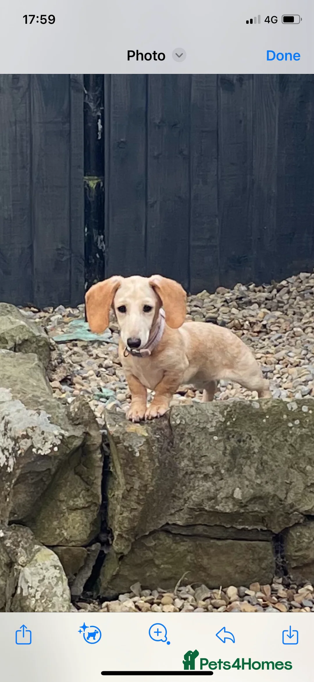 Dachshund dogs for sale: Beautiful litter of Dachshund puppies - Advert 8