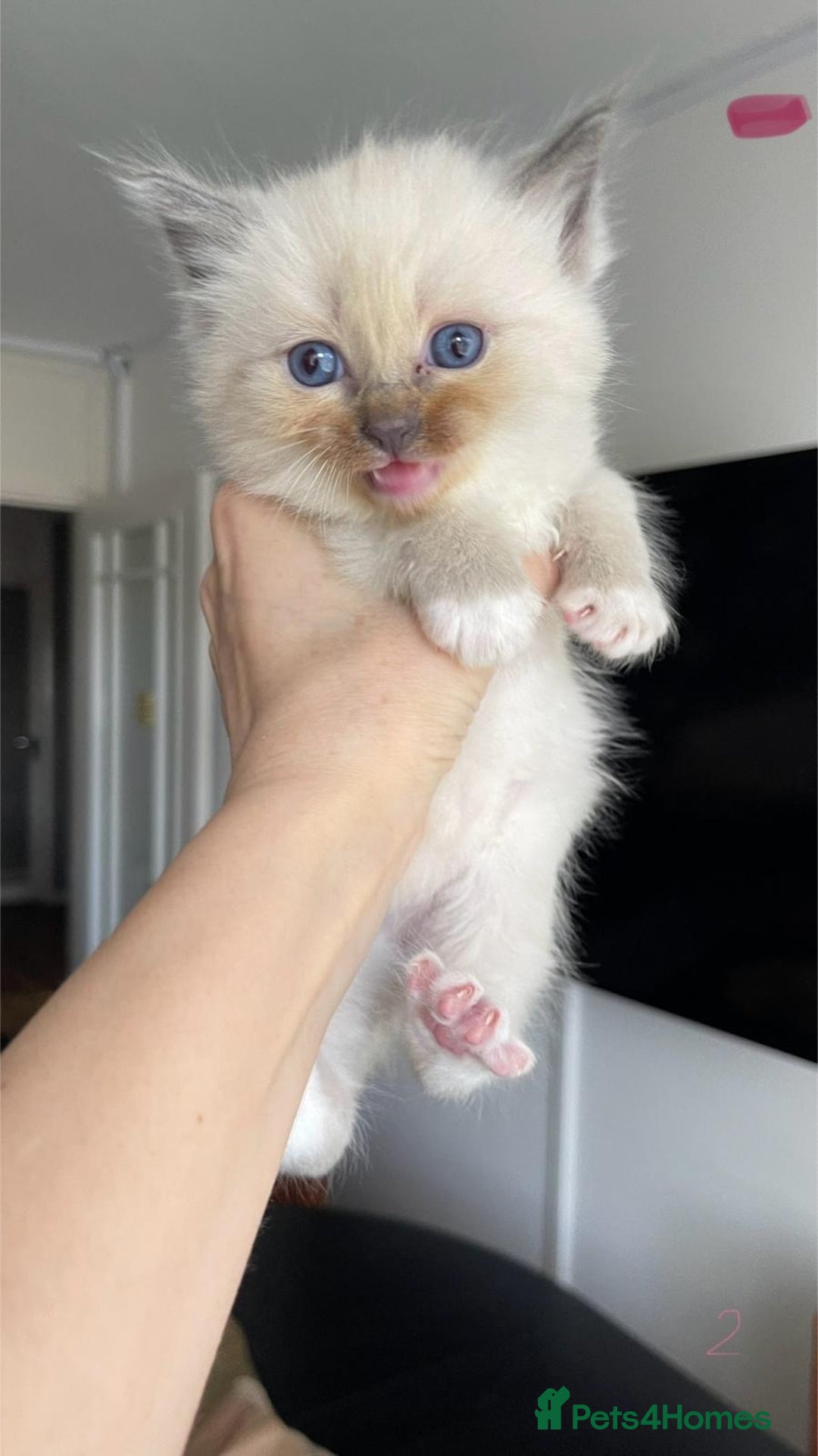 Ragdoll cats for sale: ragdoll kittens  - Image 3