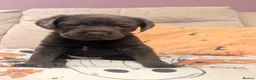 Labrador Retriever dogs for sale: Chocolate Labrador pups - Advert 3