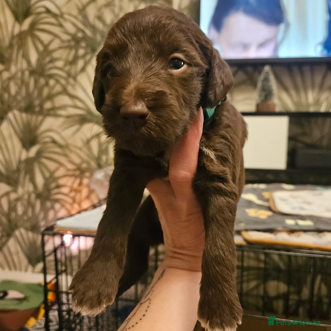 Bedlington Terrier dogs for sale: Bedlington whippet  - Advert 11