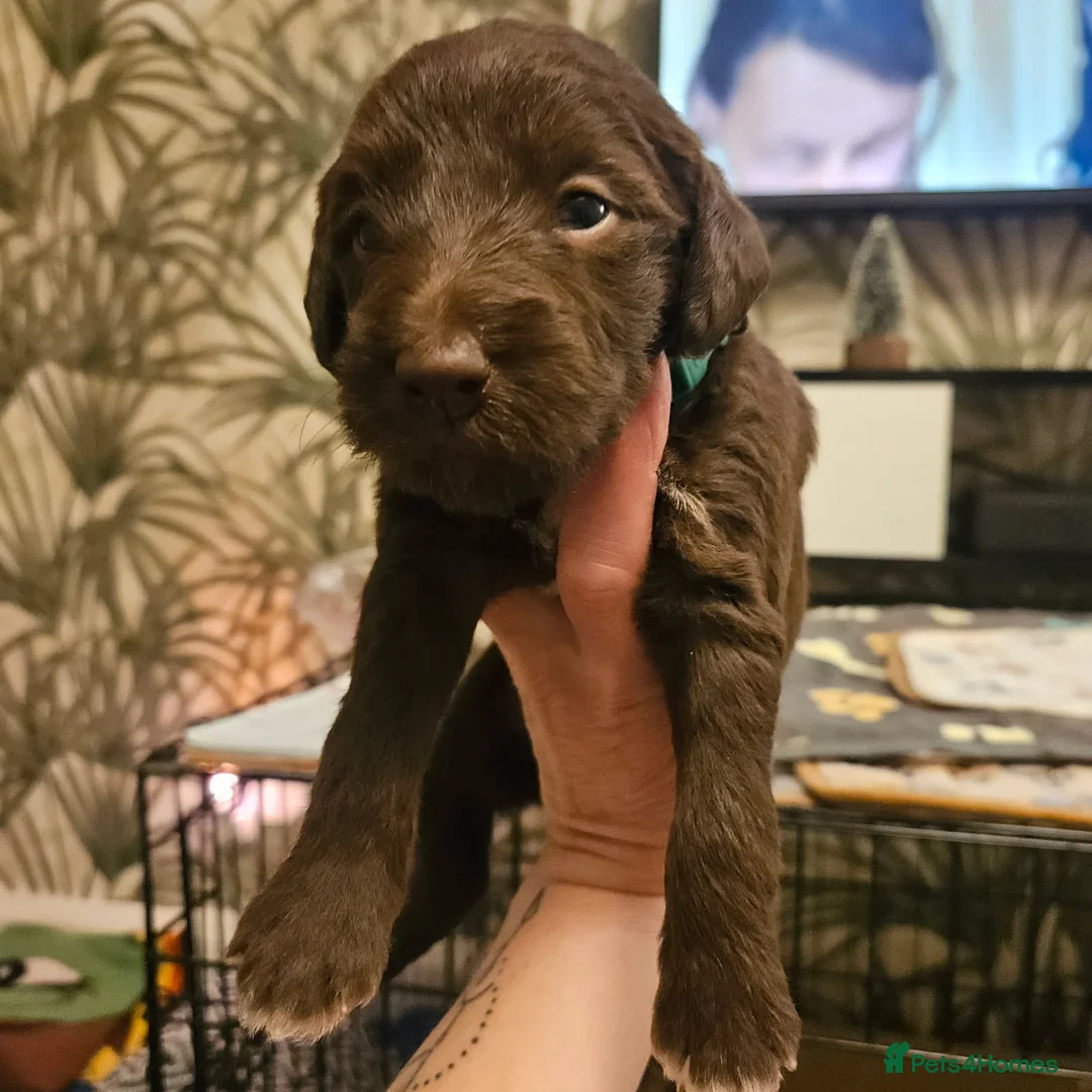 Bedlington Terrier dogs for sale: Bedlington whippet  - Advert 11