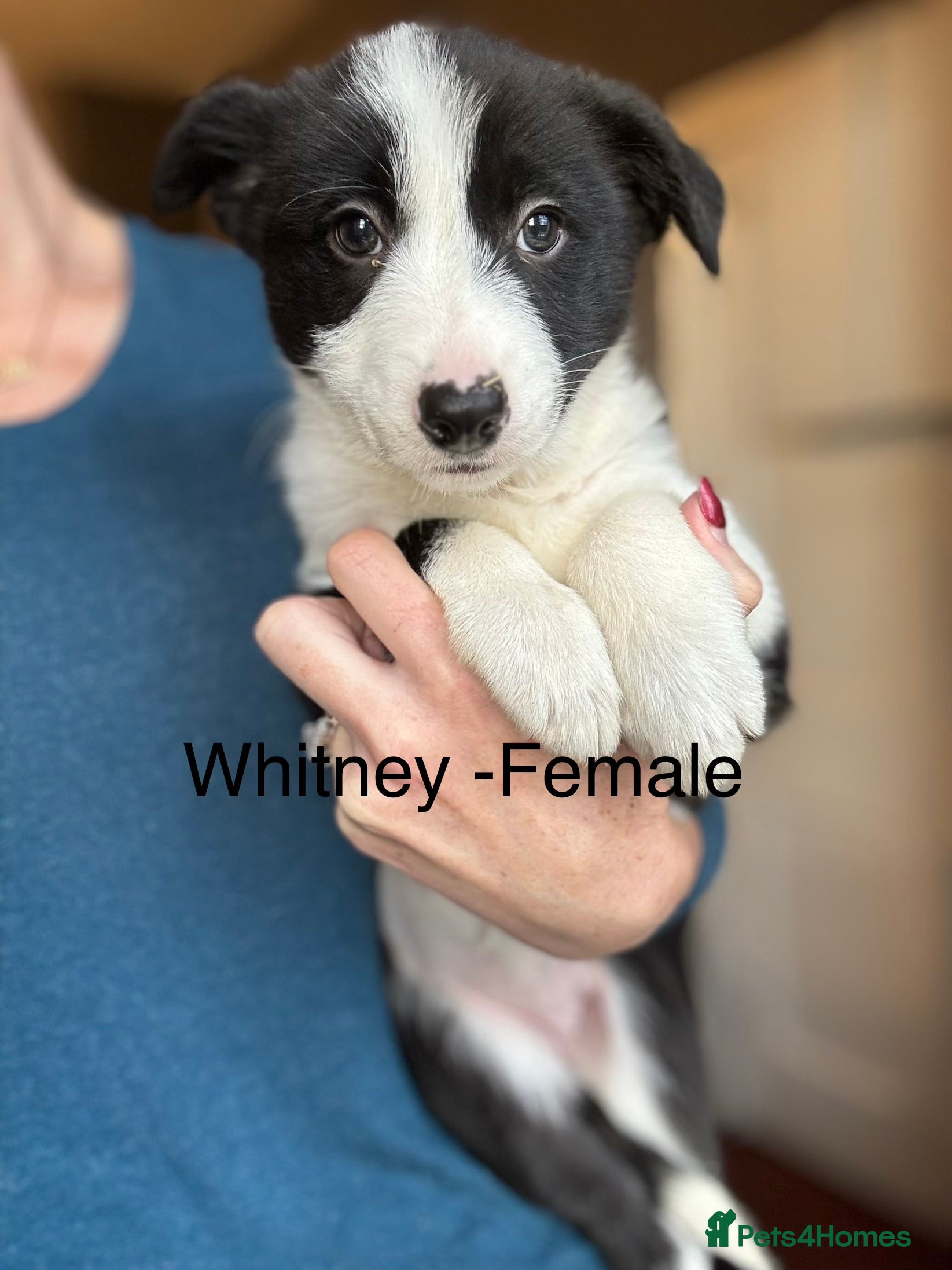 Border Collie dogs Pure Bred Border Collie Puppies For Sale - Advert 5