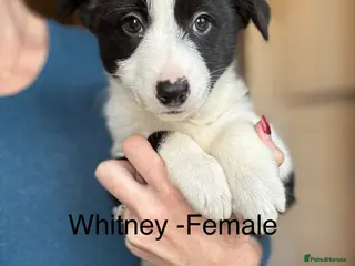 Border Collie dogs Pure Bred Border Collie Puppies For Sale - Advert 5