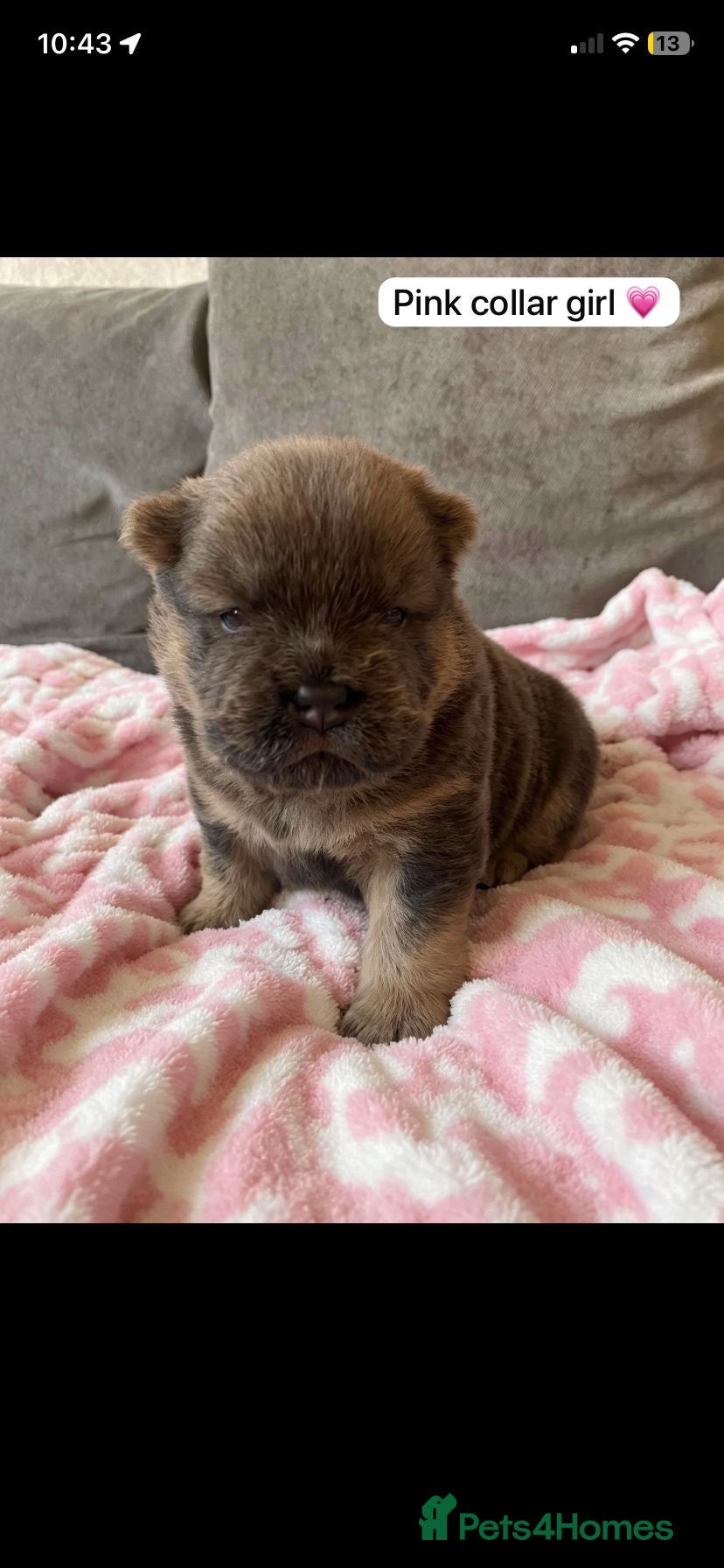 Chow Chow dogs OUTSTANDING chow chow litter  - Advert 6