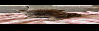 Chow Chow Puppy 5