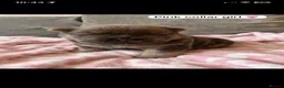 Chow Chow dogs for sale: OUTSTANDING chow chow litter  - Advert 1