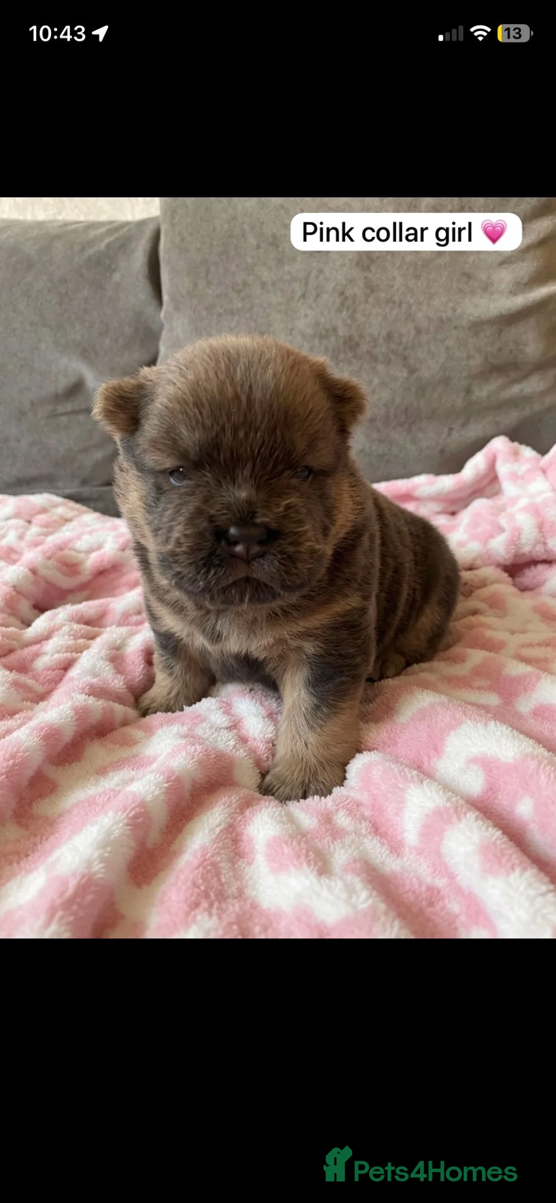 Chow Chow dogs for sale: OUTSTANDING chow chow litter  - Advert 1