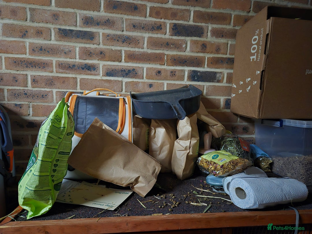 Rex rabbits for sale: REW Standard Rex Buck - Advert 9