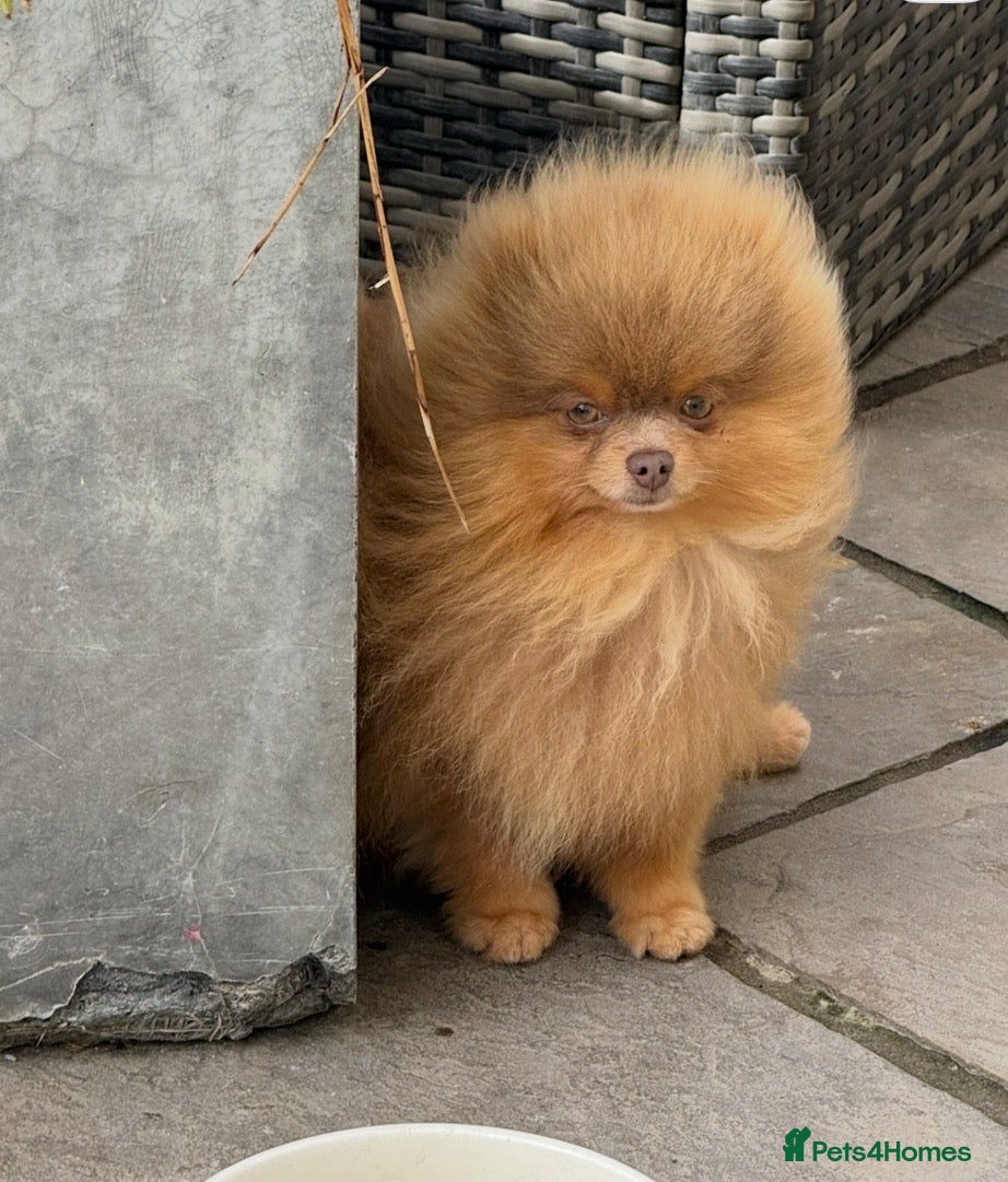 Pomeranian dogs Outstanding Tiny Tiny kc Registered Lilac Tan  - Advert 19
