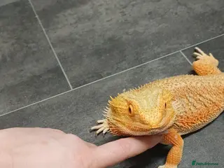 Bearded Dragon reptiles Beared dragon 18 months old in Blackwood - Advert 1