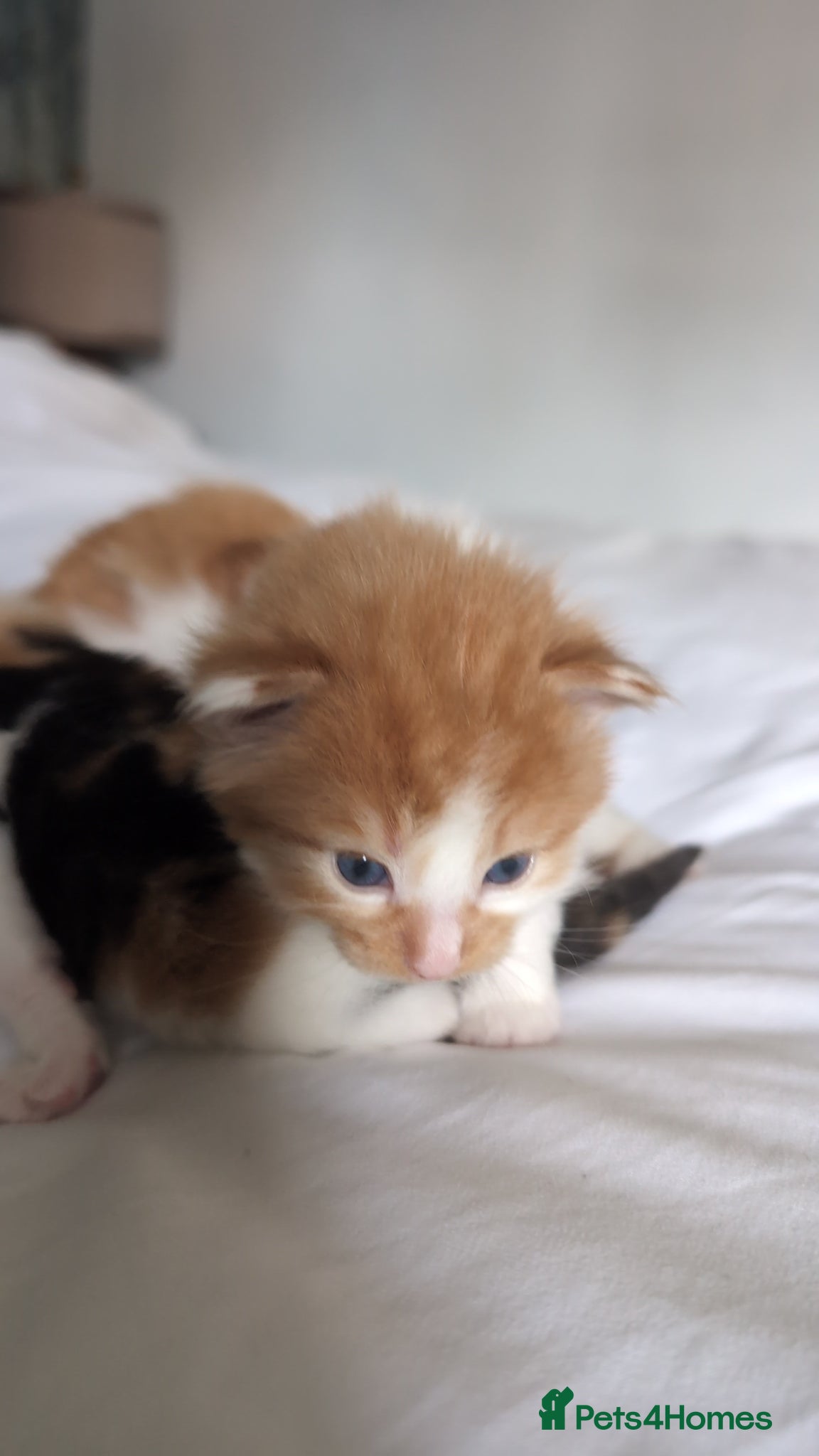 Mixed Breed cats Beautiful long haired kittens - Advert 2