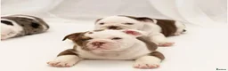 English Bulldog dogs for sale: English Bulldog Puppies – 3 Boys & 2 Girls in Exmouth - Advert 9