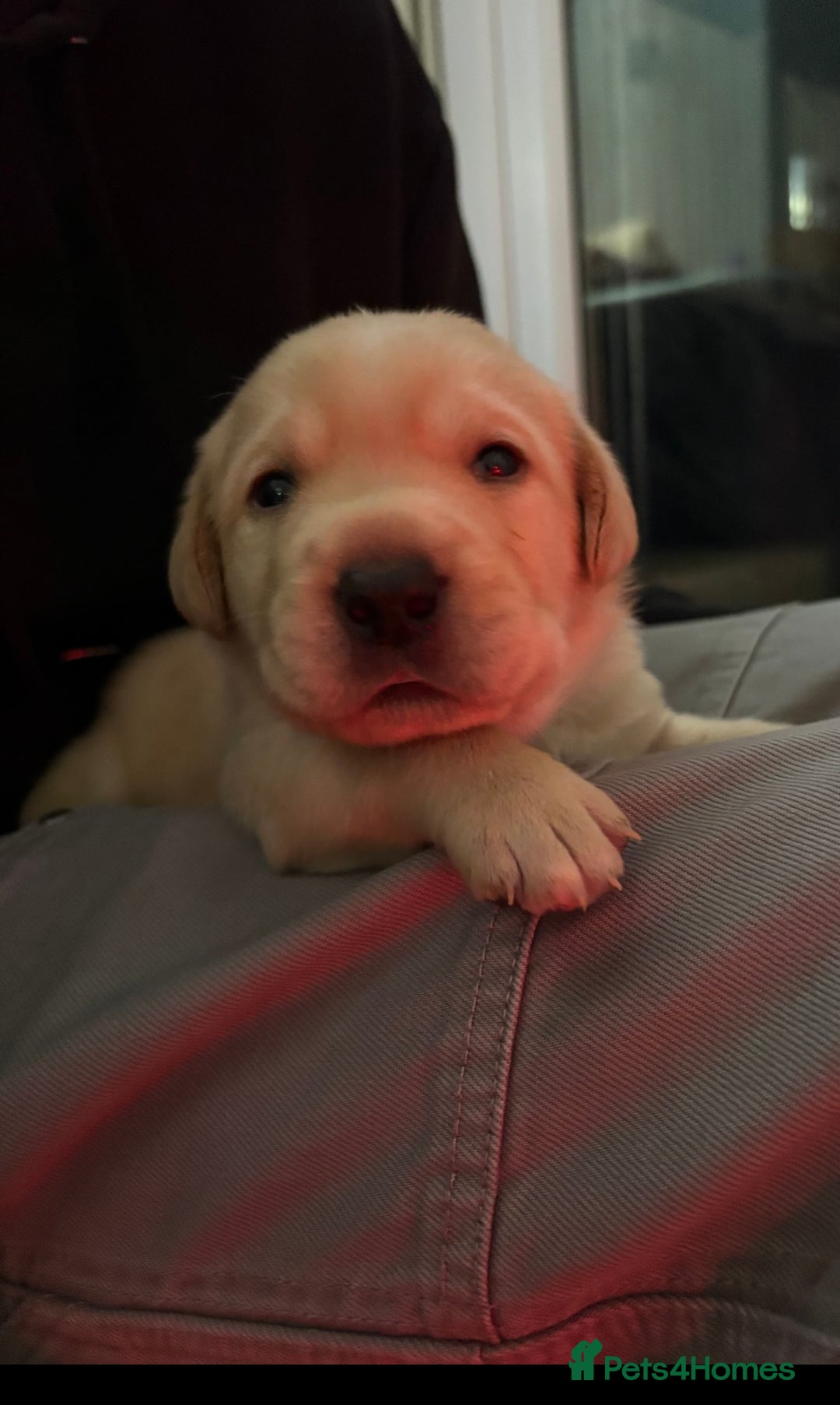 Labrador Retriever dogs for sale: Stunning litter of Labrador puppies - Advert 6