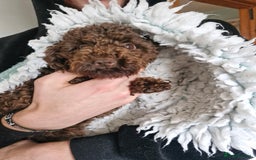 Mixed Breed dogs for sale: Papipoo puppies. DNA health tested parents  - Image 9