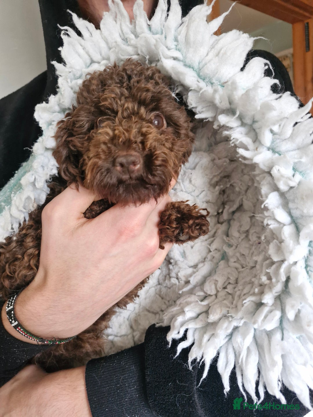 Mixed Breed dogs for sale: Papipoo puppies. DNA health tested parents  - Image 9