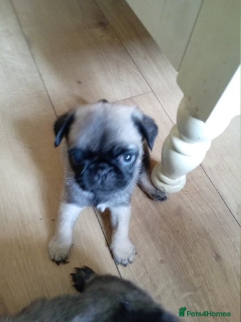 Pug dogs in Coalville - Advert 1