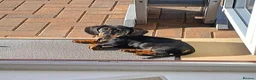 Miniature Dachshund dogs for sale: Gus Cosgrove in Glasgow - Advert 4