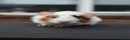 Guinea Pig rodents for sale: Baby Guinea Pigs Looking For New Homes - Advert 7