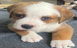 Mixed Breed dogs for sale: American Bulldog X Bernese mountain Dogs  - Image 10