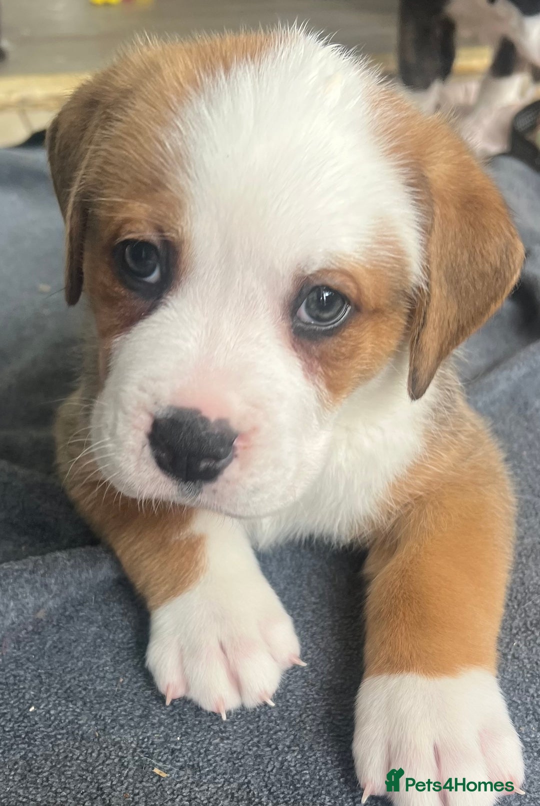 Mixed Breed dogs for sale: American Bulldog X Bernese mountain Dogs  - Image 10