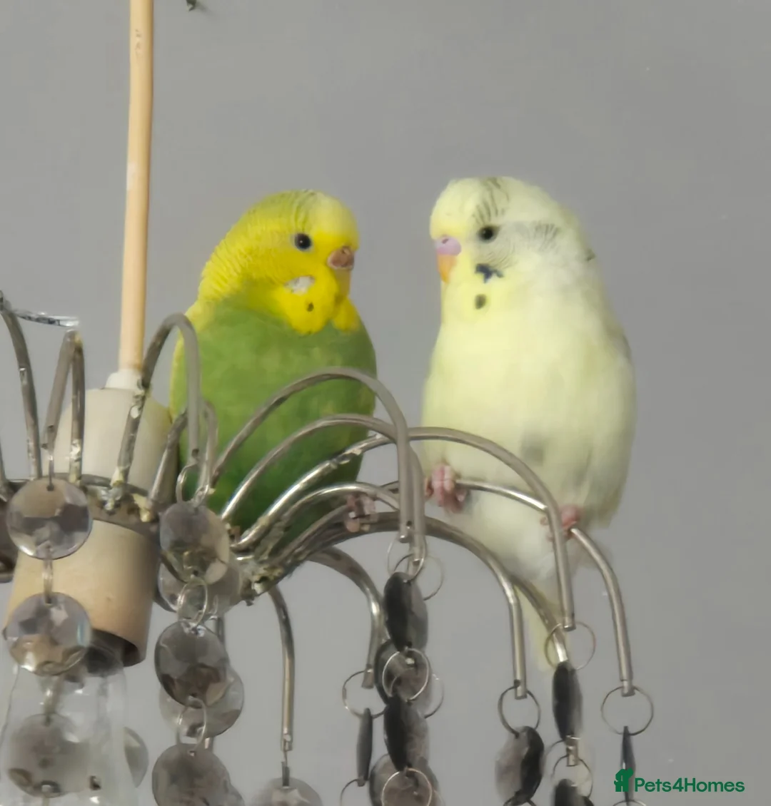 Budgerigars birds for sale: 2 female budgies plus whole cage set up in Canterbury - Advert 1