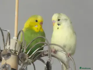 Budgerigars birds 2 female budgies plus whole cage set up - Advert 1