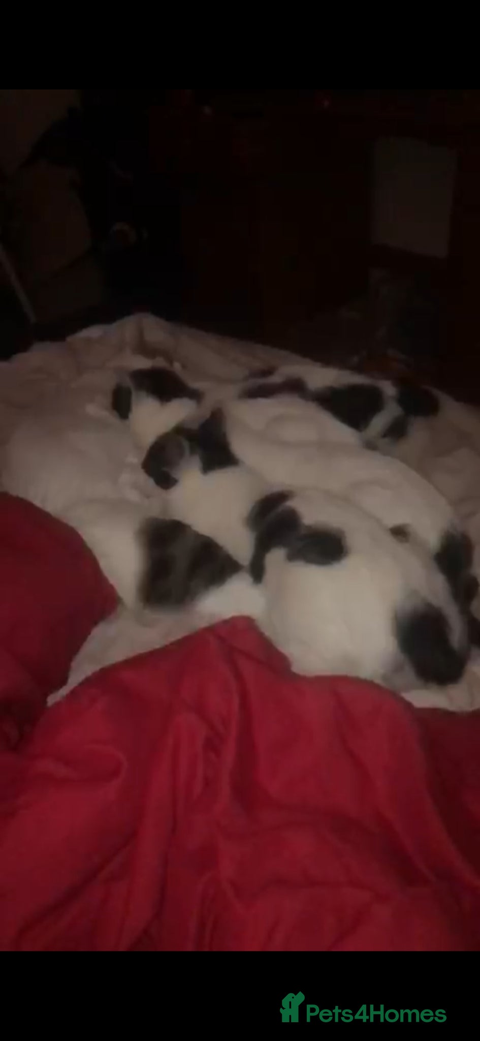 Mixed Breed cats Kittens for sale - Advert 2