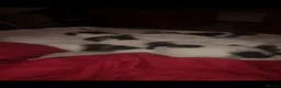 Mixed Breed cats for sale: Kittens for sale in London - Advert 1