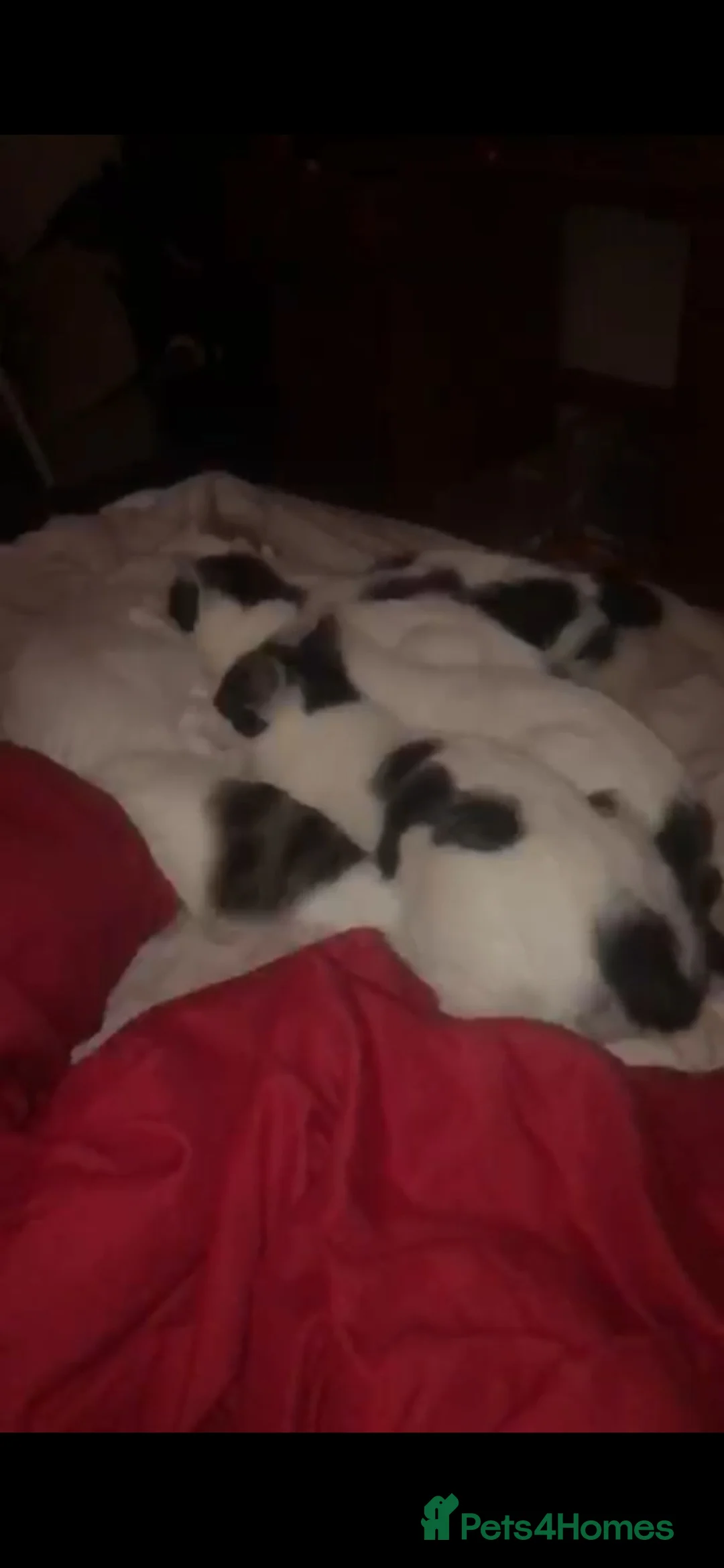 Mixed Breed cats for sale: Kittens for sale in London - Advert 1