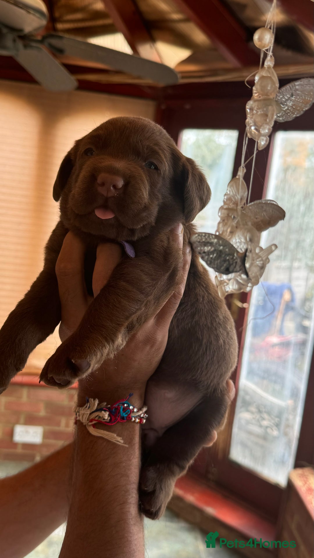 Labrador Retriever dogs for sale: beautyfull labrador pups - Image 15