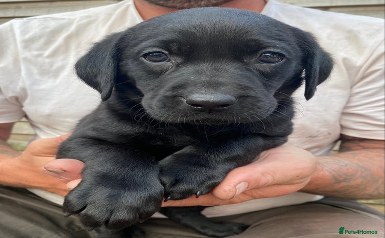Labrador Retriever dogs - Advert 2