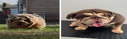 English Bulldog dogs for sale: *** TOP QUALITY ENGLISH BULLDOG PUPPIES *** in Stevenage - Advert 1