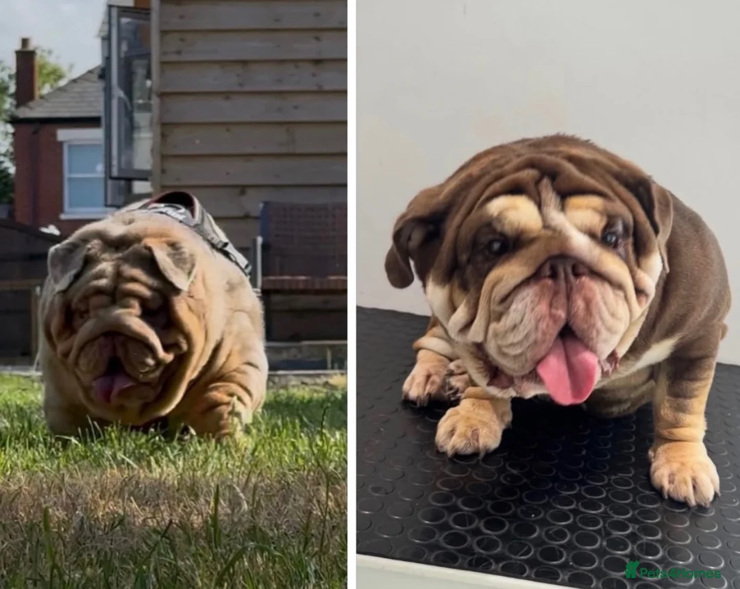 English Bulldog dogs for sale: *** TOP QUALITY ENGLISH BULLDOG PUPPIES *** in Stevenage - Advert 1