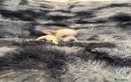 Chihuahua dogs for sale: Chihuahua puppy’s  - Image 34