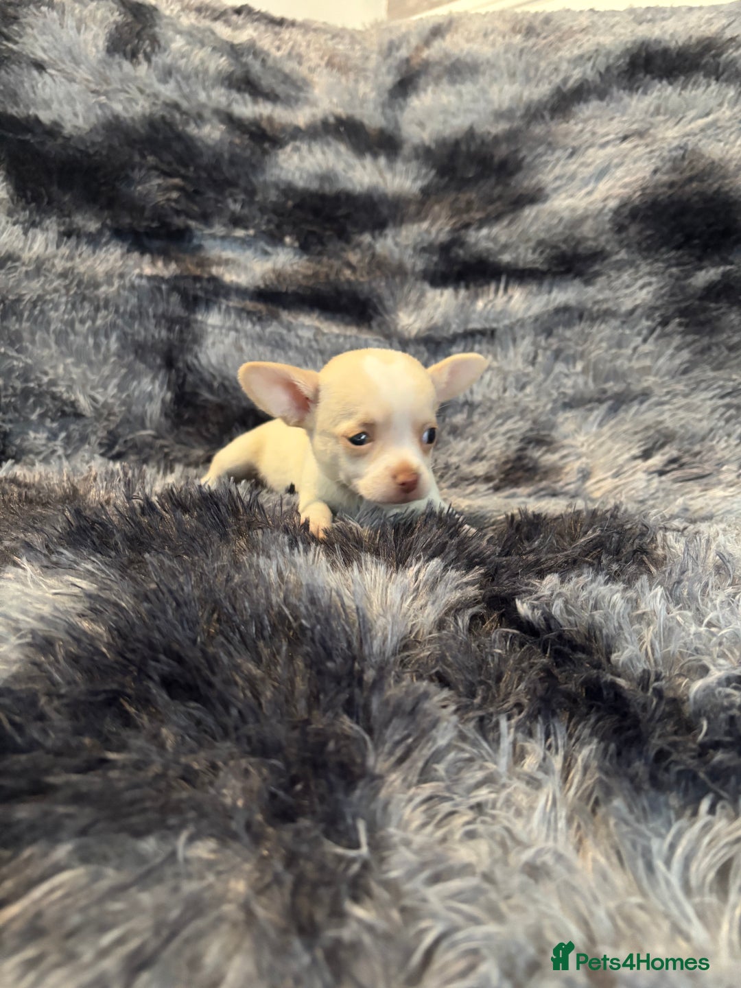 Chihuahua dogs for sale: Chihuahua puppy’s  - Image 34