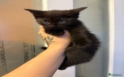 Mixed Breed cats for sale: THREE BLACK KITTENS AVAILABLE  - Image 5
