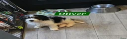 Cavachon dogs for sale: Gorgeous Cavachon puppies - Advert 15