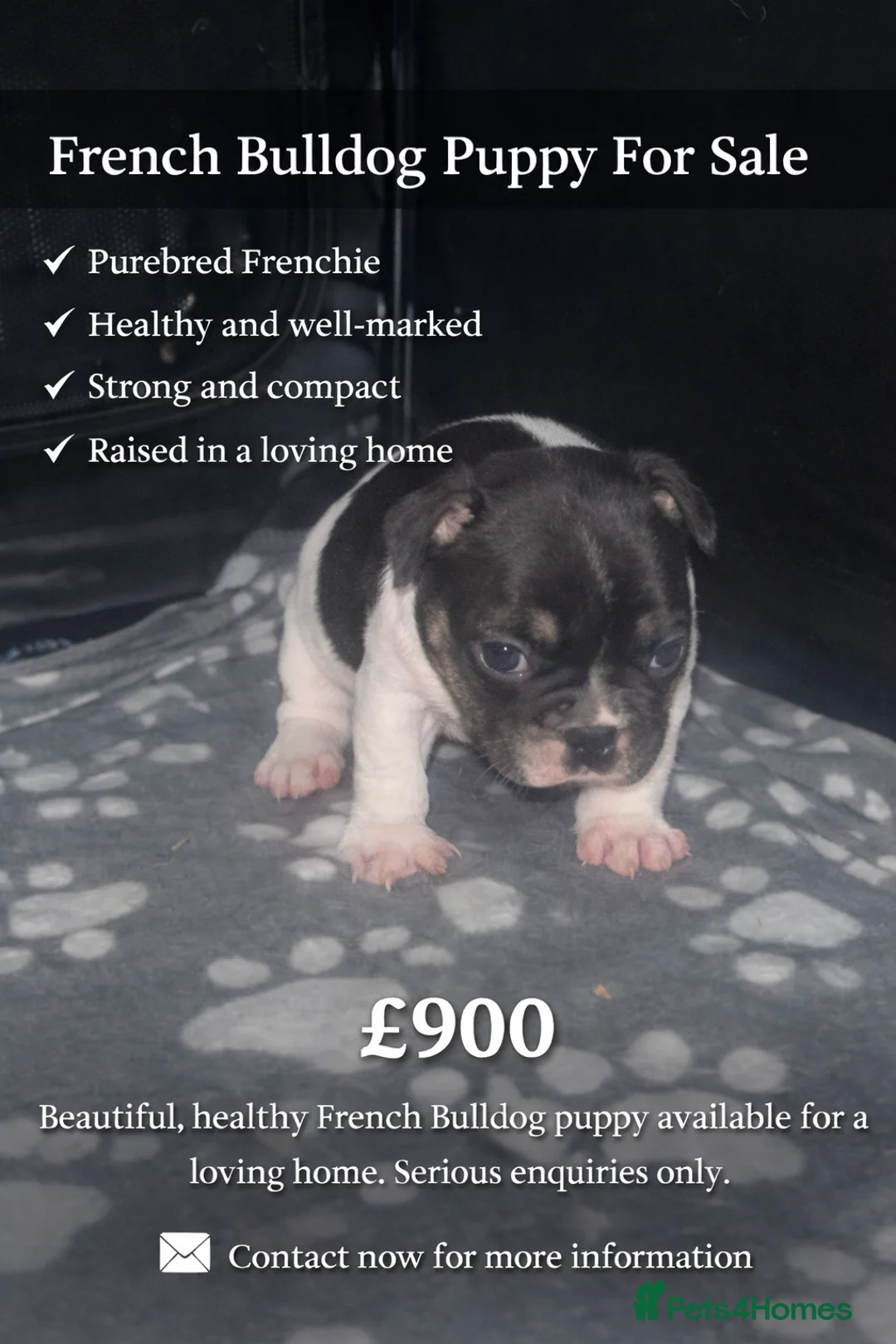 French Bulldog dogs for sale: French bulldog  - Advert 3